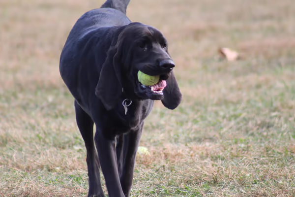 Smock Bark Park